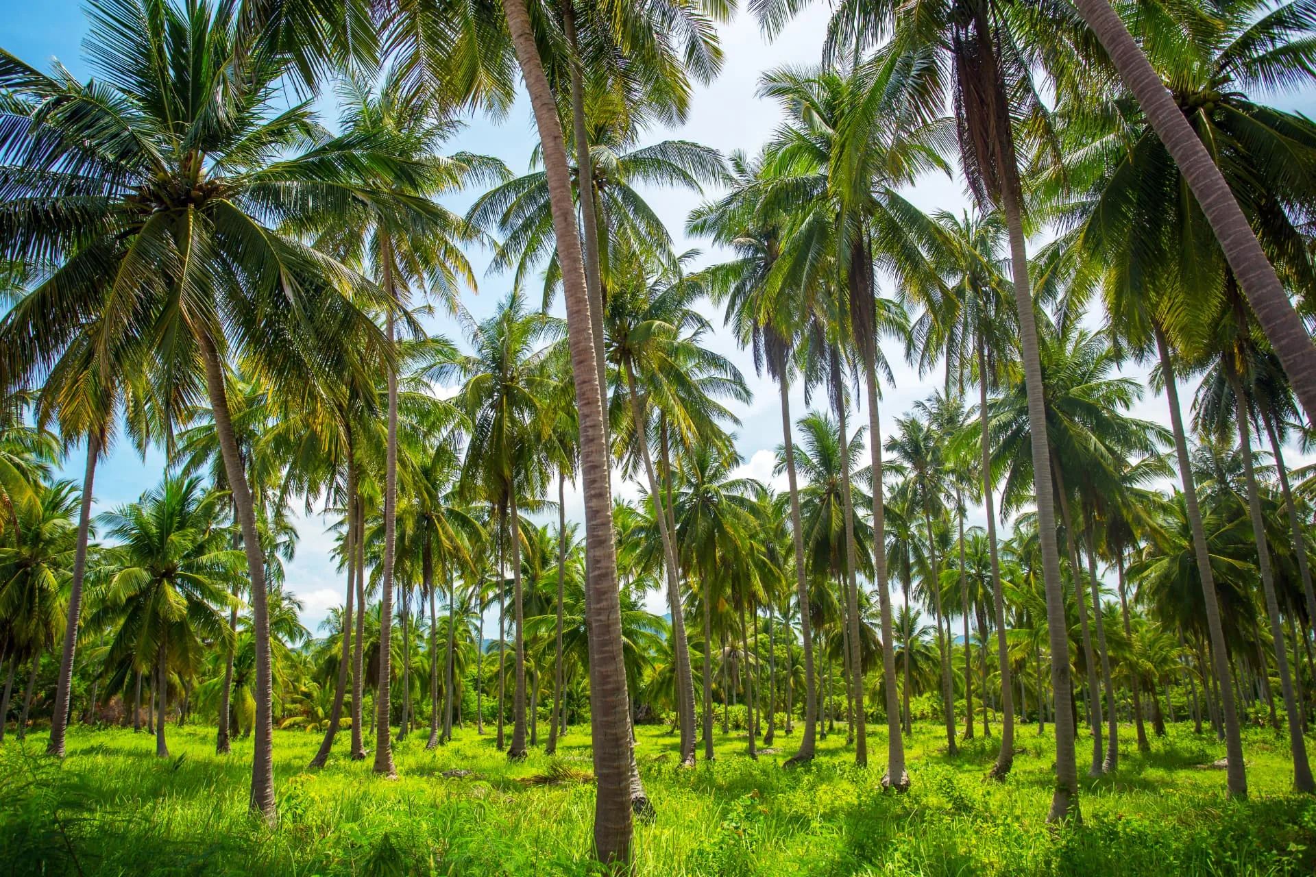 Lush coconut plantation